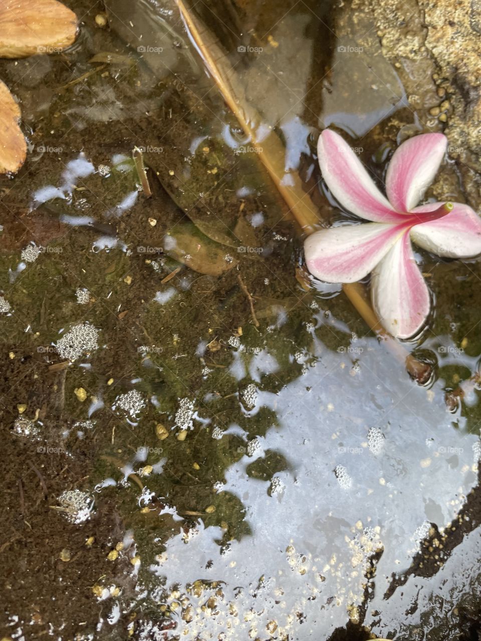 Rainy beautiful aftermath 