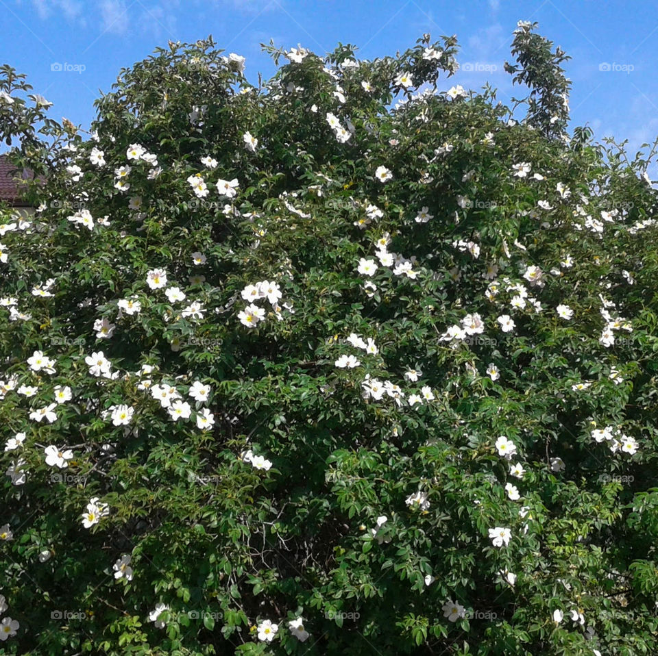 A large rosehip bush blooms.