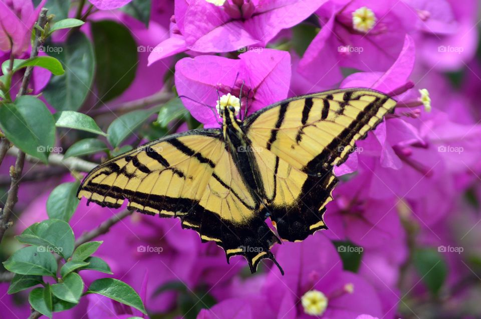 Butterfly Swallowtail