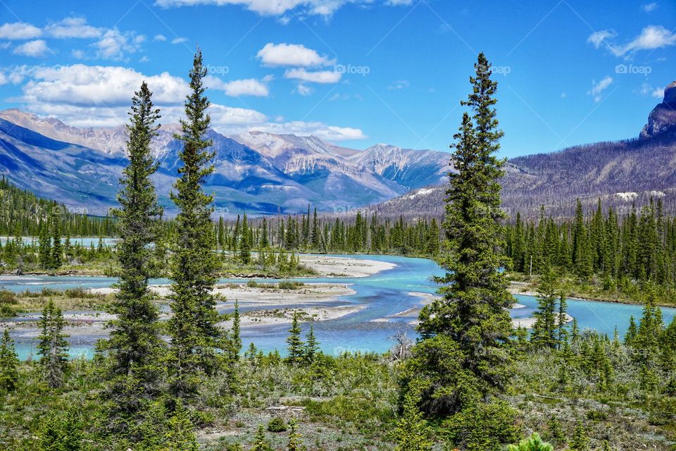 Really old trees .... beautiful Canada 🇨🇦