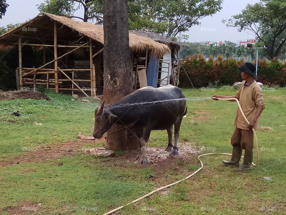 Washing a water buffalo
