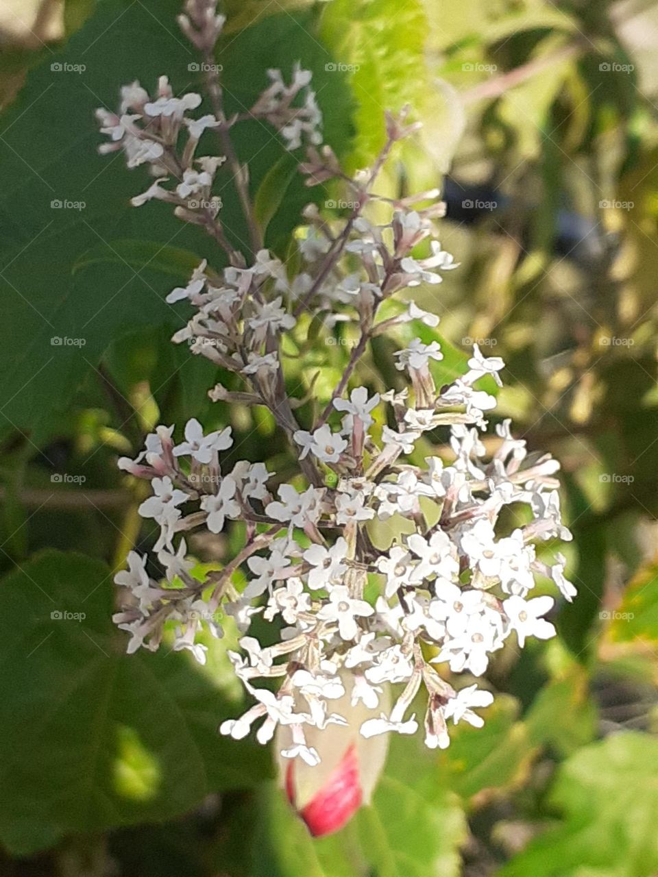 florcitas blancas se asoman al patio