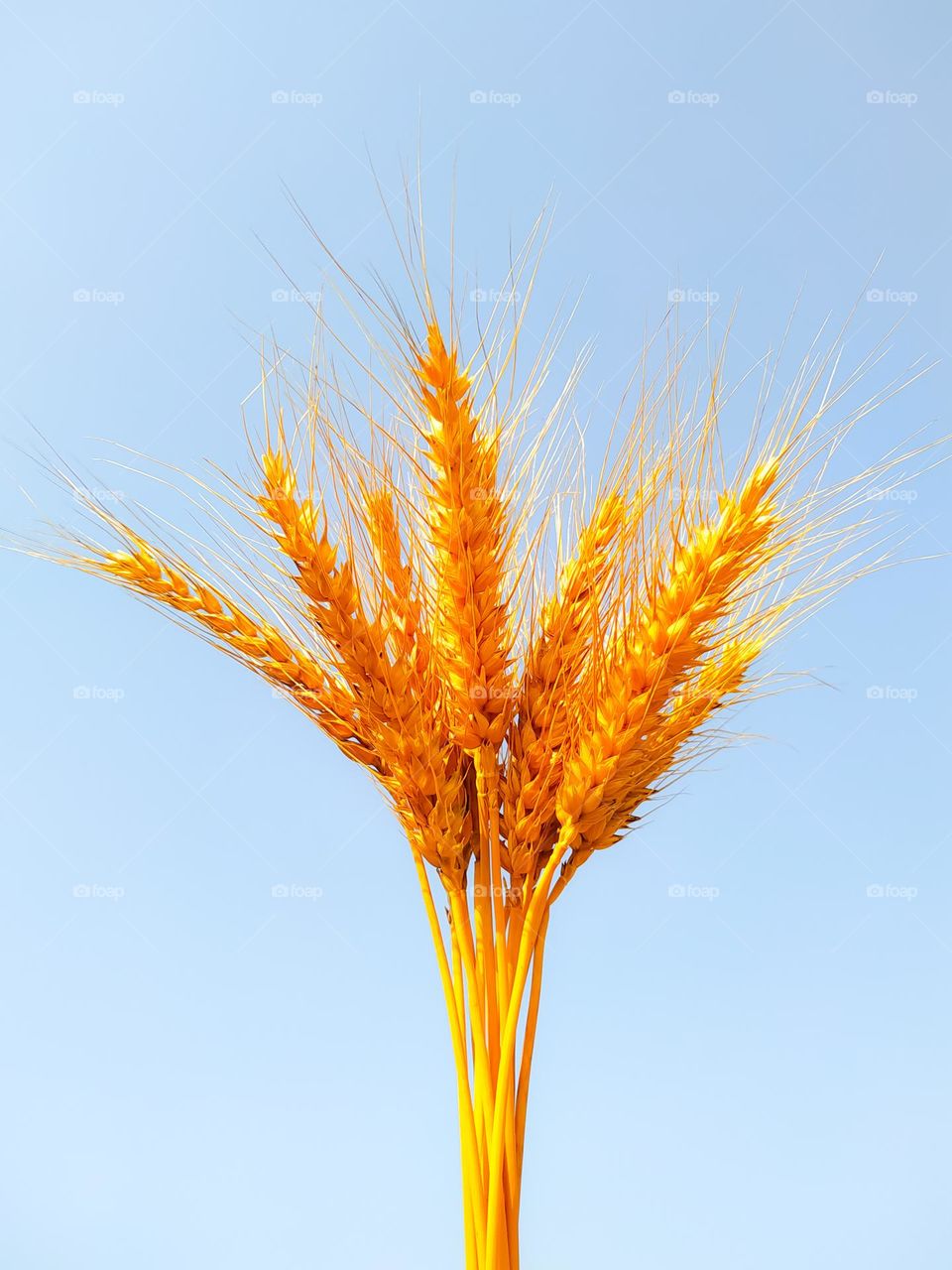 Close Up shot of golden ripe wheat ears against the blue sky. Selective focus