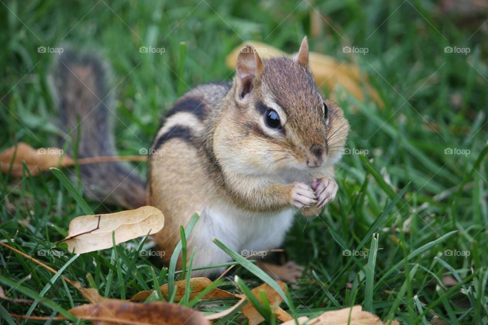 Chipmunk