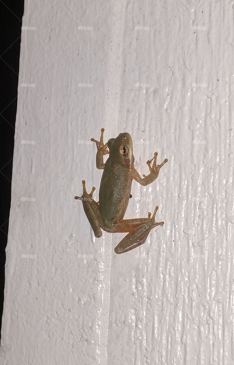 green-grey frog on wall