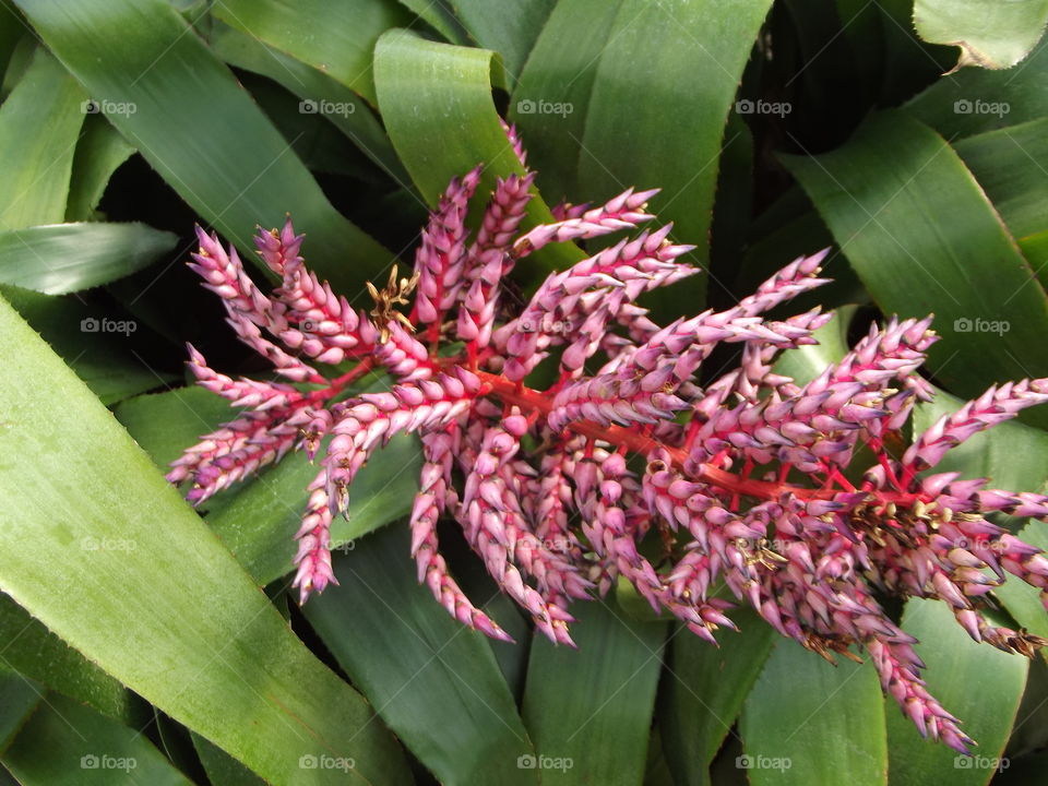 Tropical Bloom