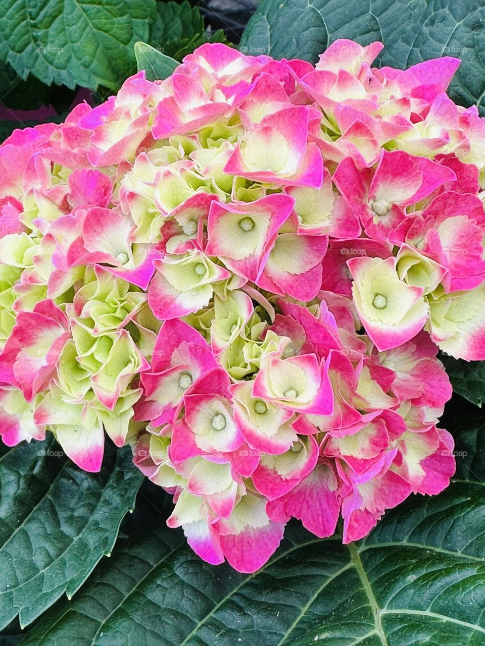 Pink and White flowering Hydrangea Plant