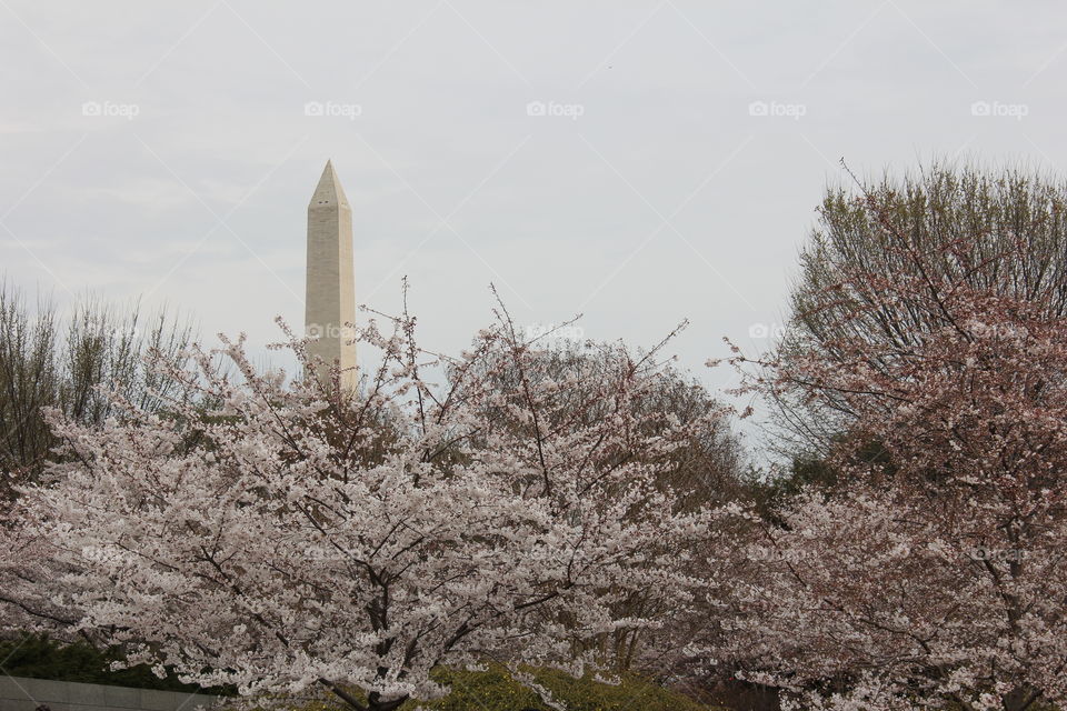 Monument and cherry blossoms