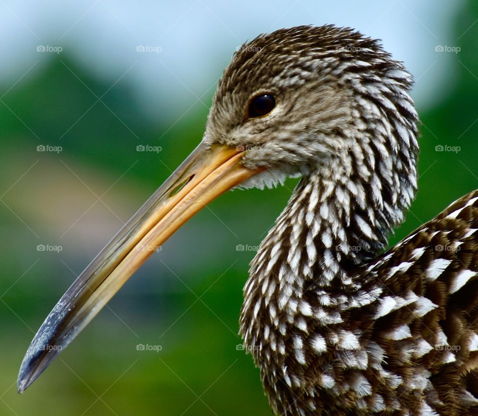 Wading bird