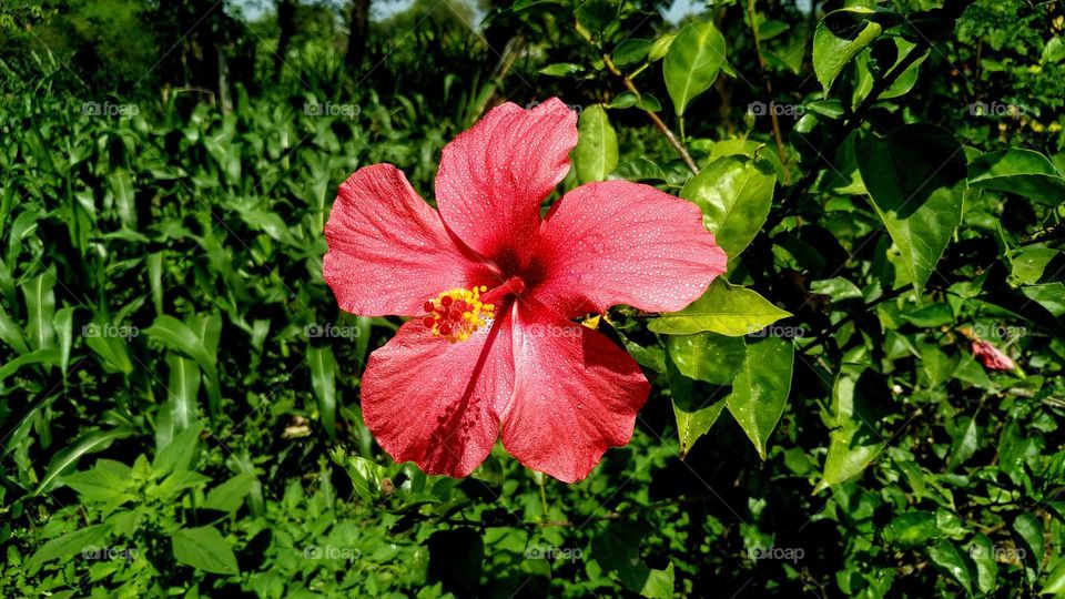 beautiful red rose hibiscus sinensis. image shoot at tropical country, Yogyakarta Indonesia