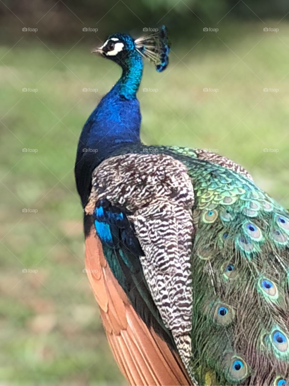 Peacock | Peacock Feathers, Wildlife, Natural Habitat, Blurry, Blurred Background, In Focus, Up Close, Nature, Bird, Big Bird, Feathers, Feather, Colorful, Bright, Tail
