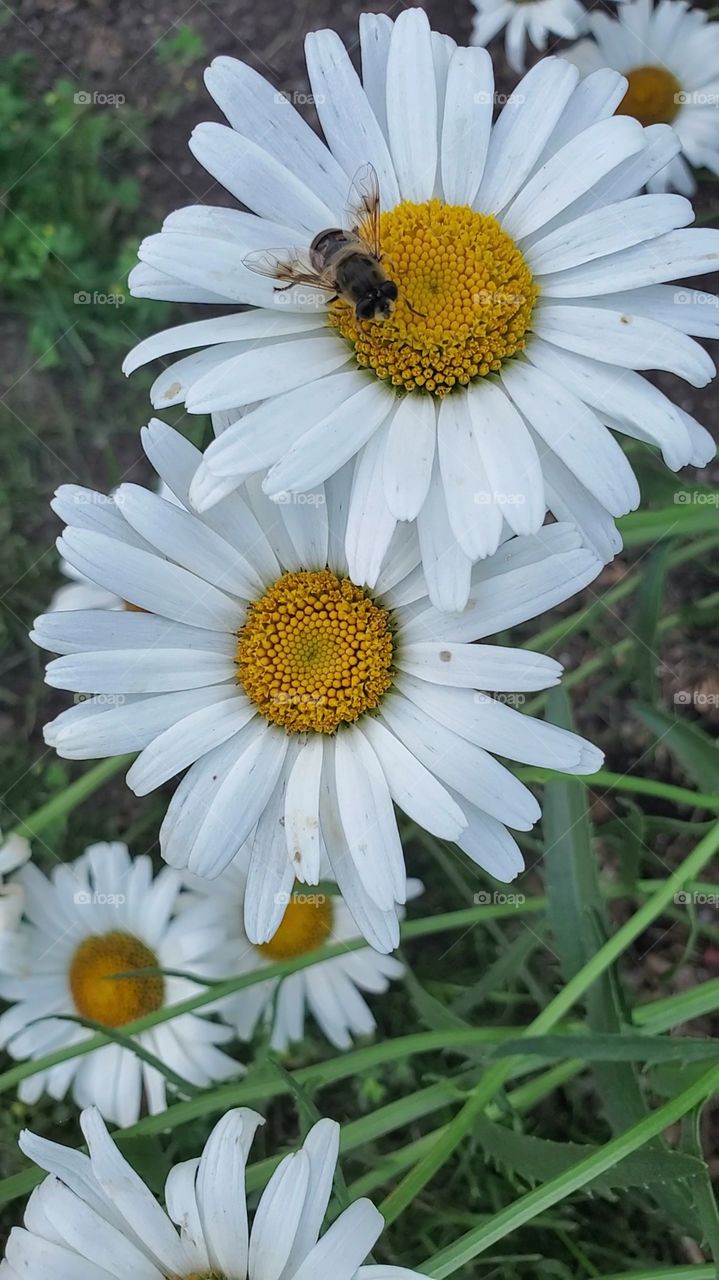 bee
