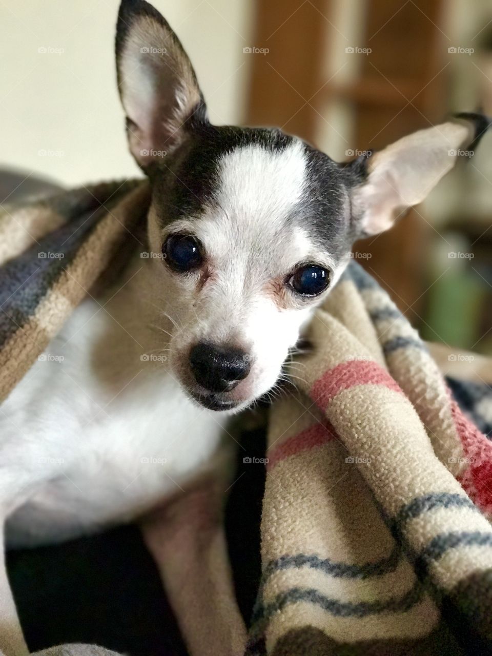 Spoiled chihuahua doggy. 