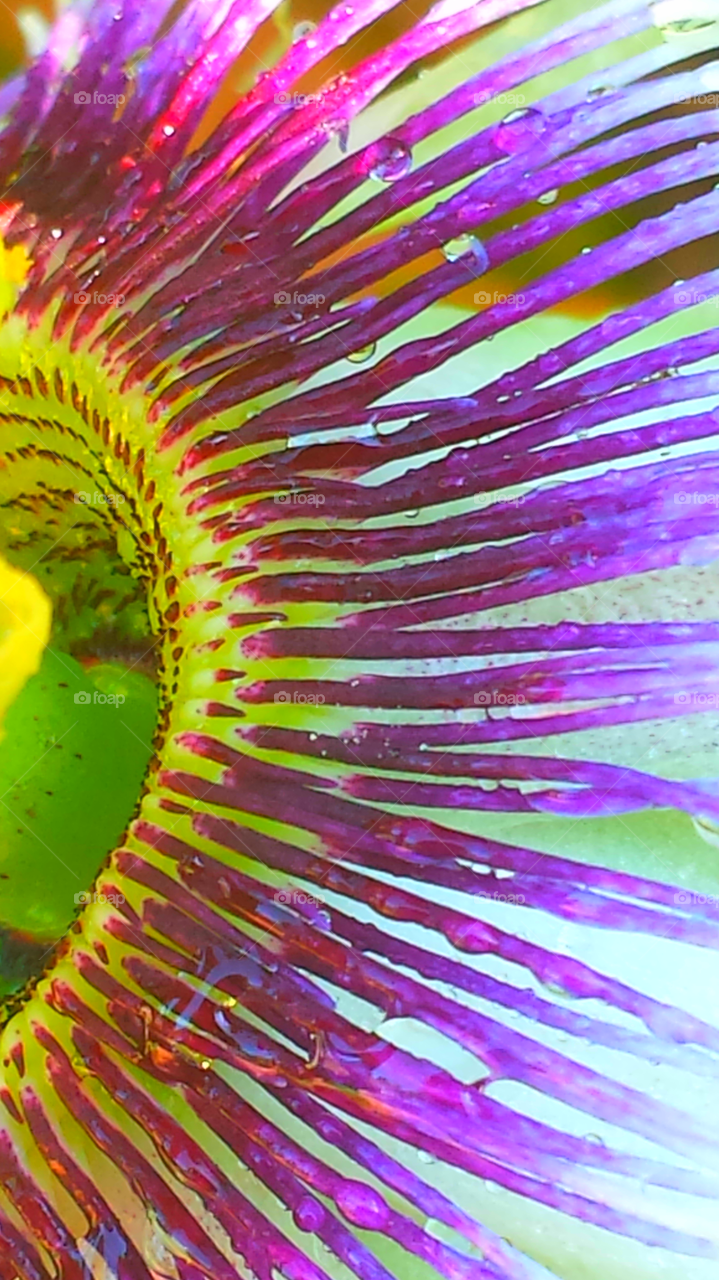 "Passion Flower Close Up"