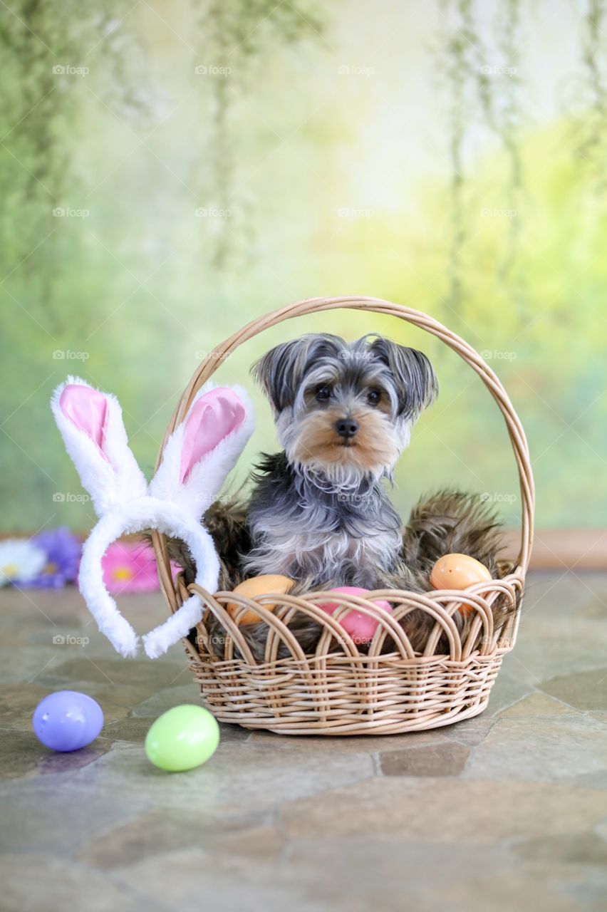 Yorkshire terrier dog in Easter basket on green spring backdrop