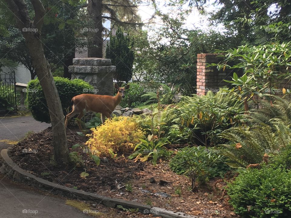 Wildlife in the city