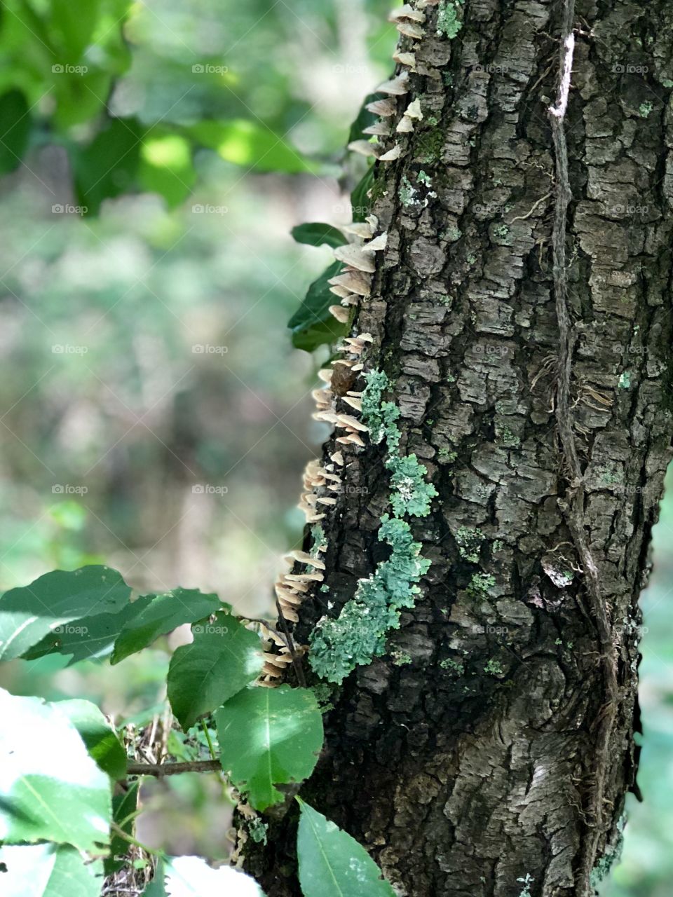 Lichen and fungus