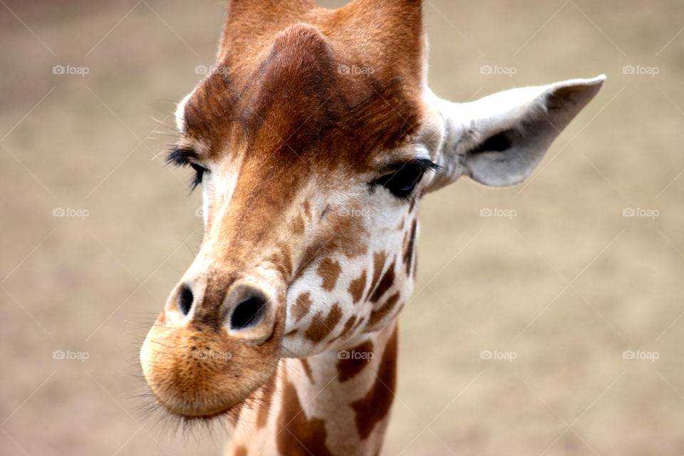 zoo animals giraffe south lakes animal park by sicksaint77