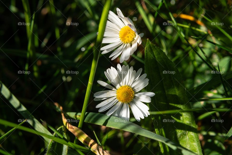 A Couple in the Green