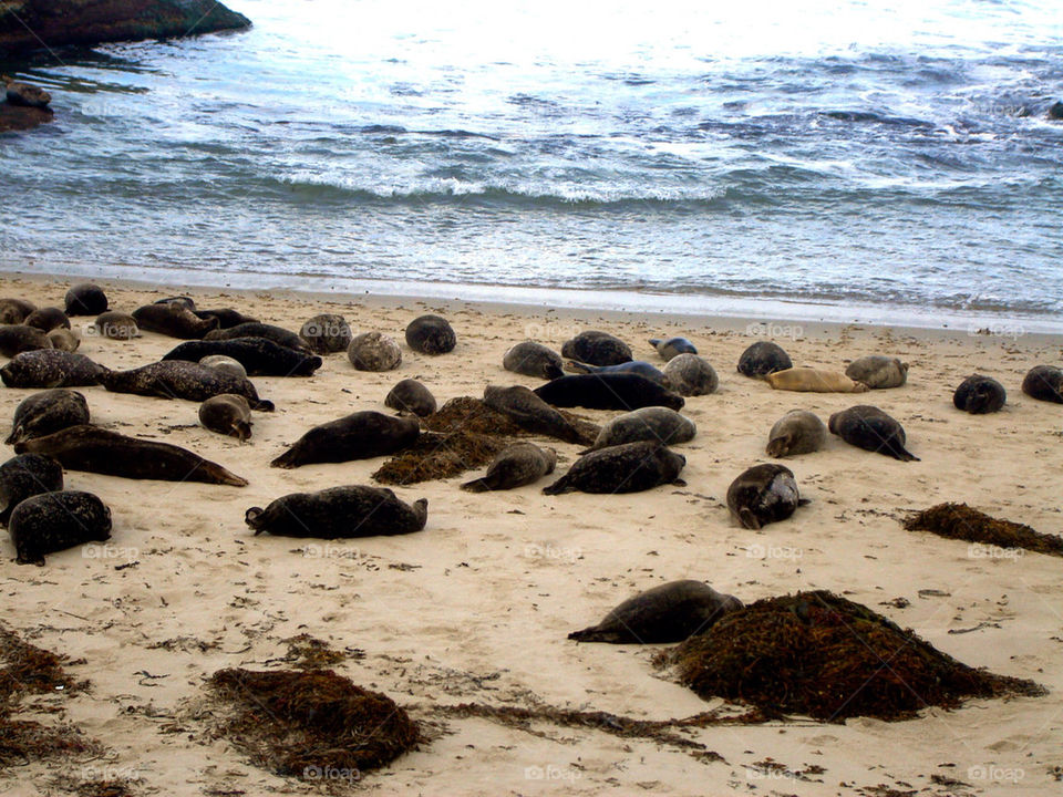 Seals on the beach