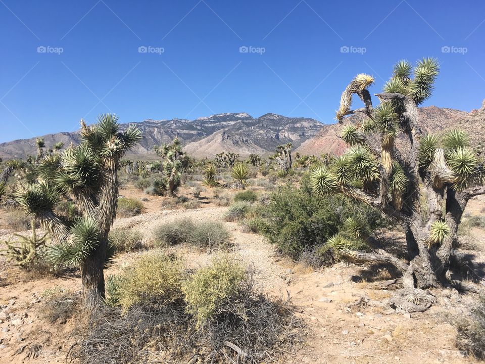 Cactus trail