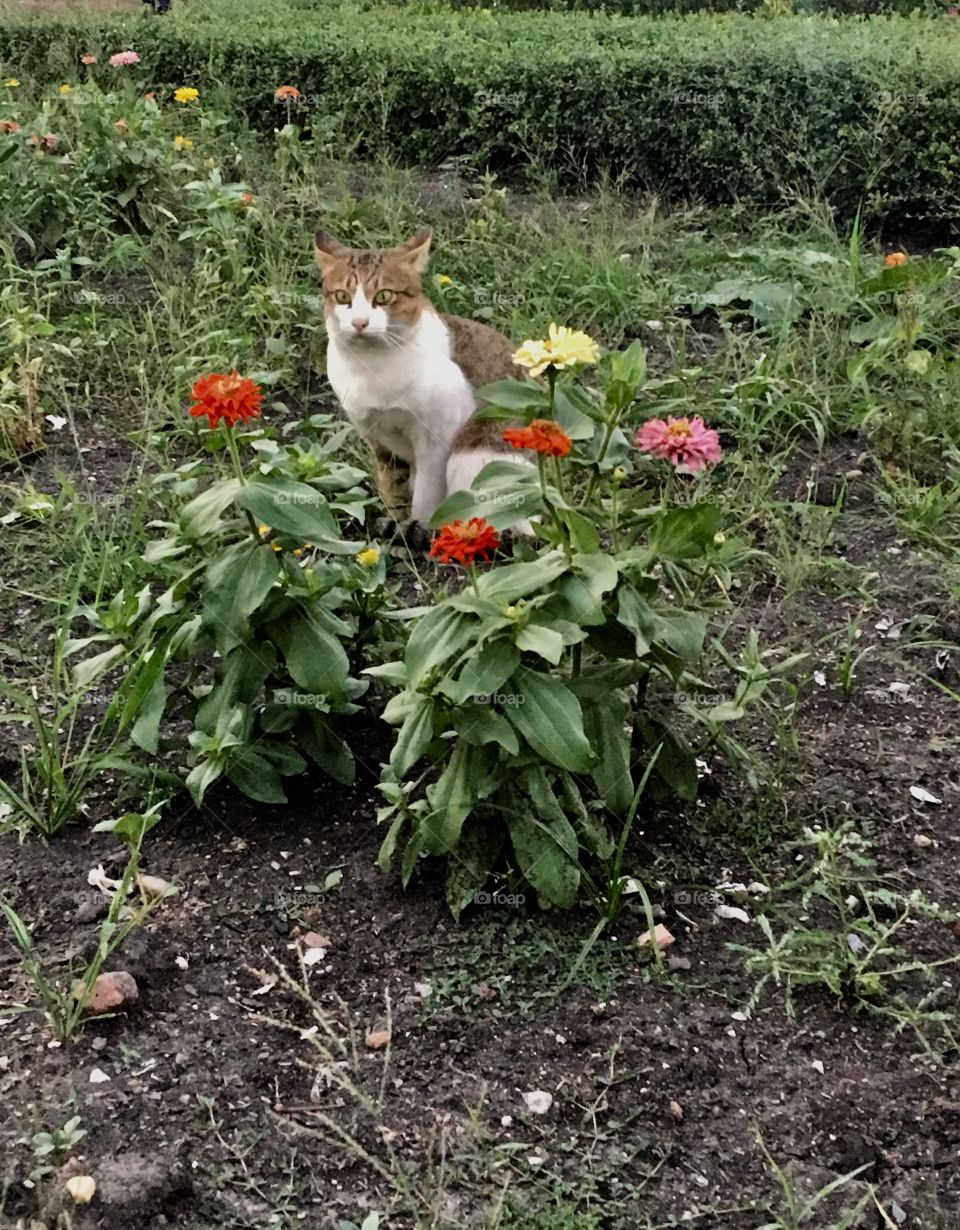 I am cat with the flower. 