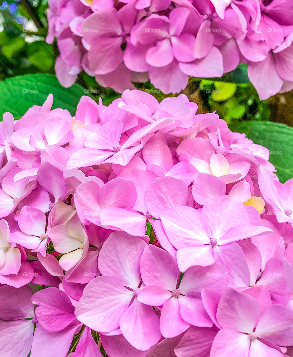 Bright pink bigleaf hydrangea flowers