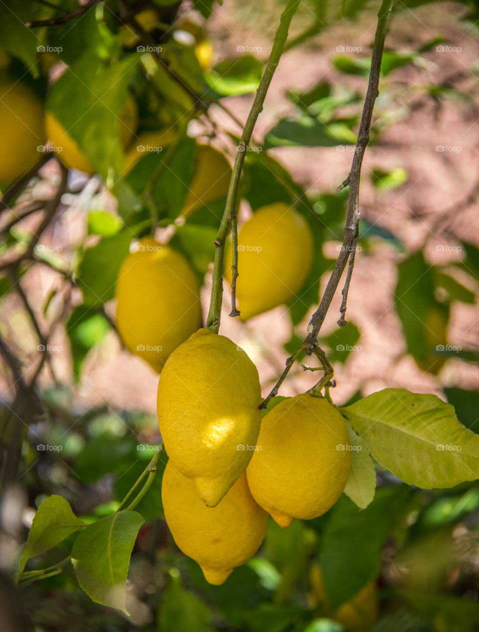 Lemon tree