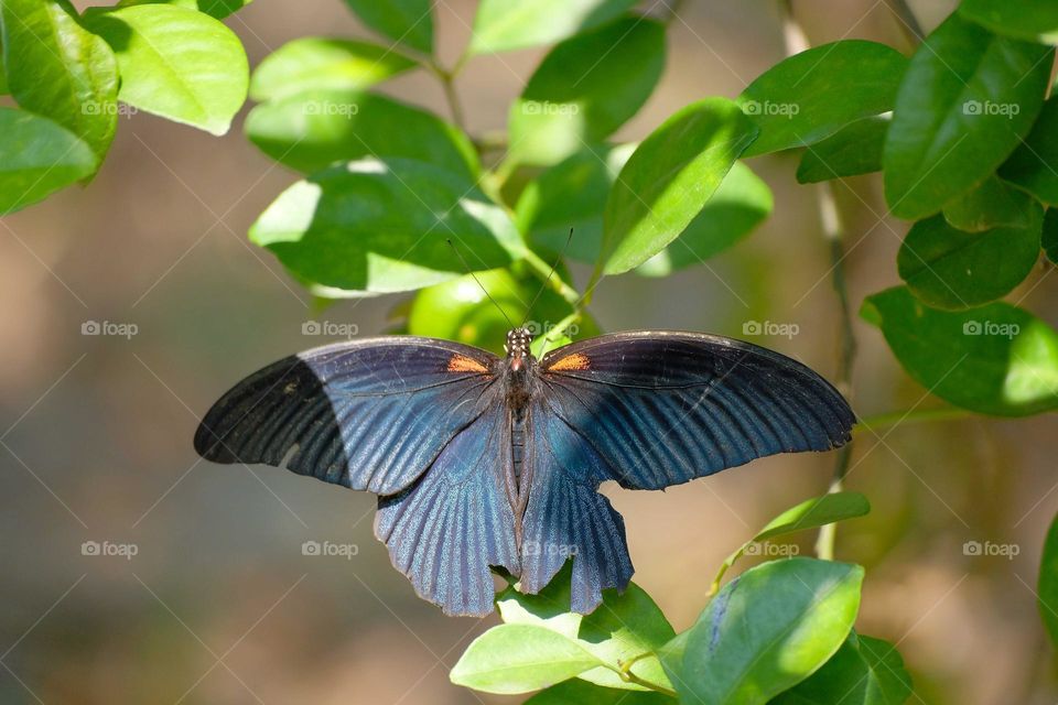 blue butterfly