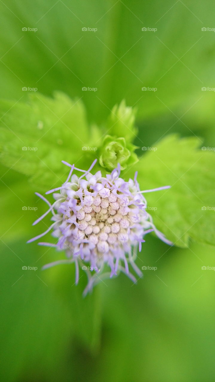 Flower and green Leaf 