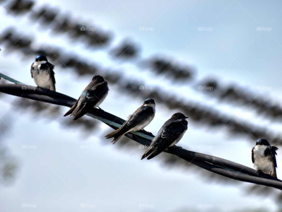 birds bird wire pigeon by wfullerton