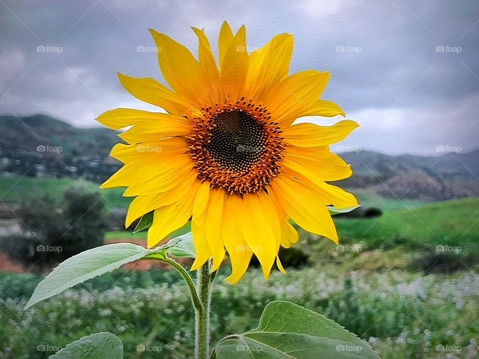 beautiful sunflower
