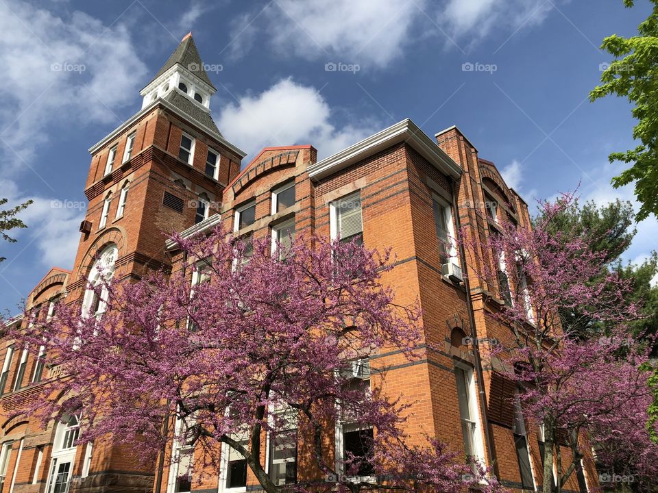Pink blossoming trees in front of a historical brick building, located on Michigan State University’a campus