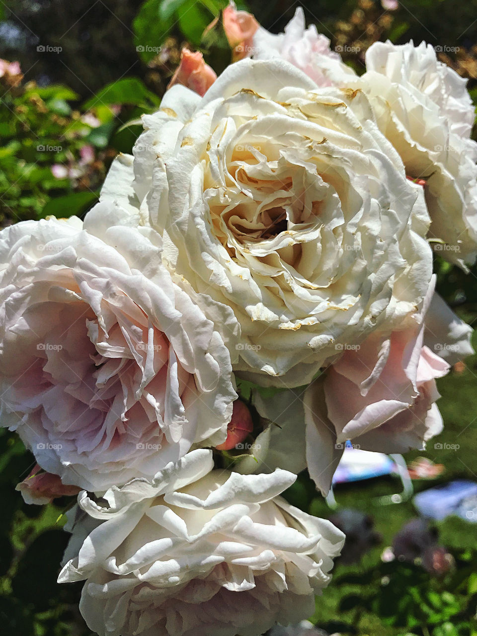 Pink roses at the Elisabeth Park Rose Conservancy 