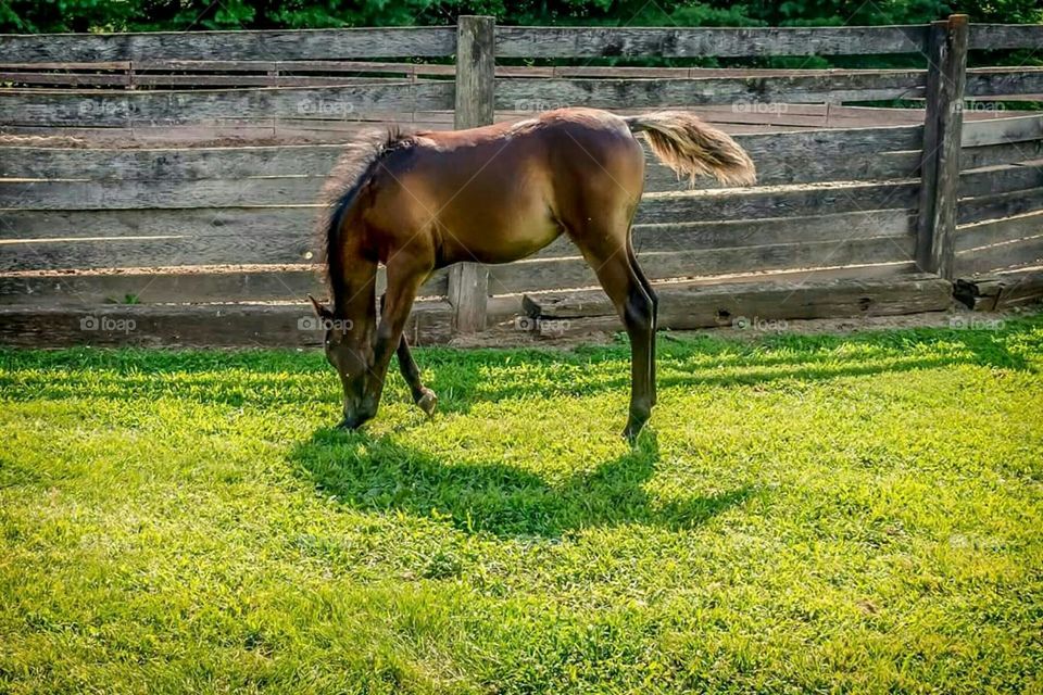 Straight Egyptian Arabian Colt