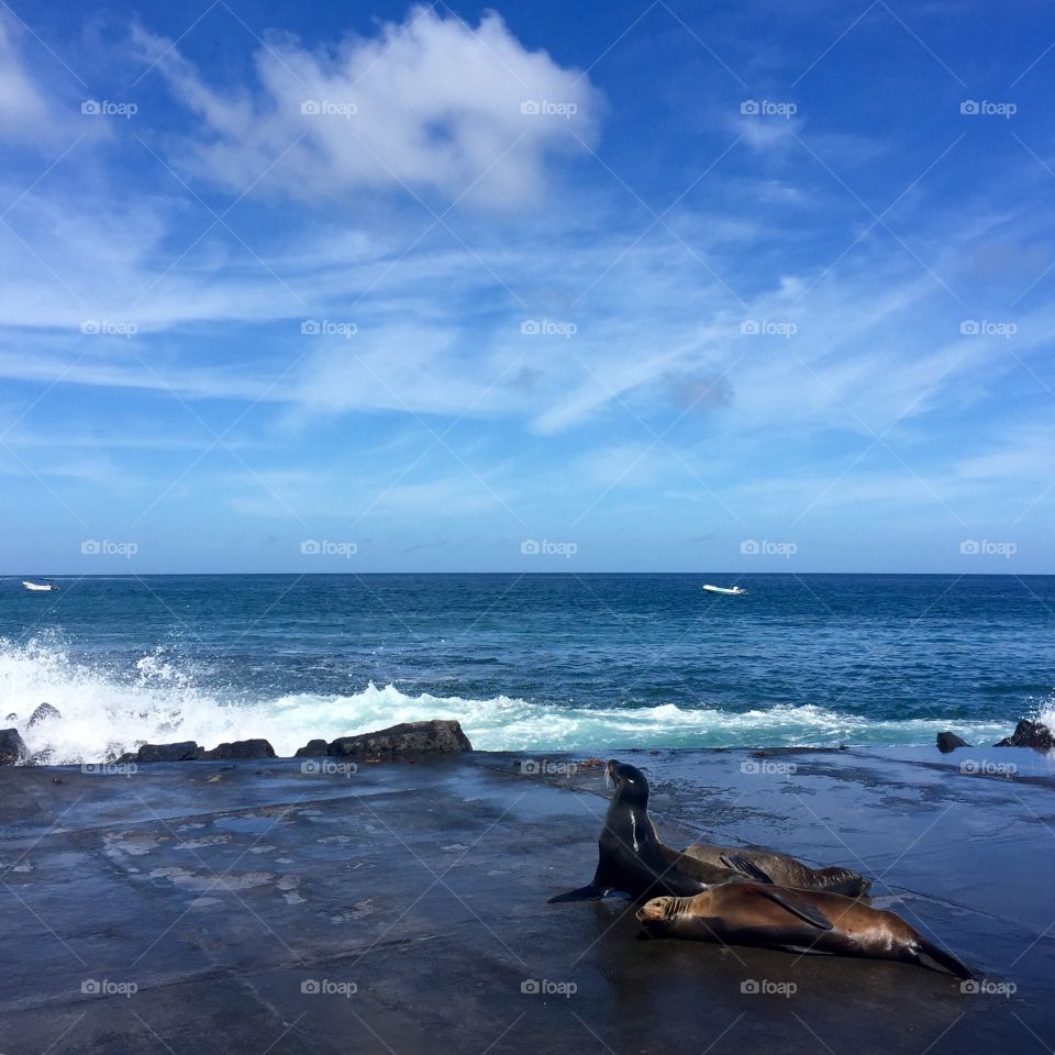 Floreana island in the Galapagos: 'Sea Lions of the Equator' (Taken: 29/07/2016). 

Beautifully blue scenery, taken on a blue clear sky day. Image of 3 sea lions, native to the Galapagos, basking on the island dock in the sun. Powerful waves created by diverging currents and crashing against the volcanic rocks that compose the base of the island.