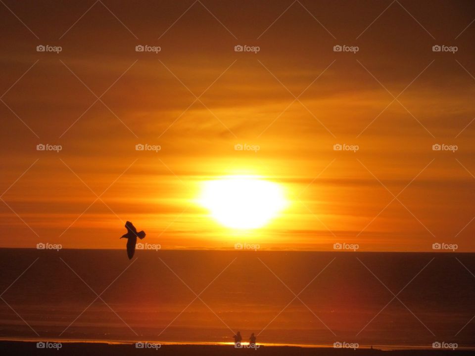 Sunset silhouettes 