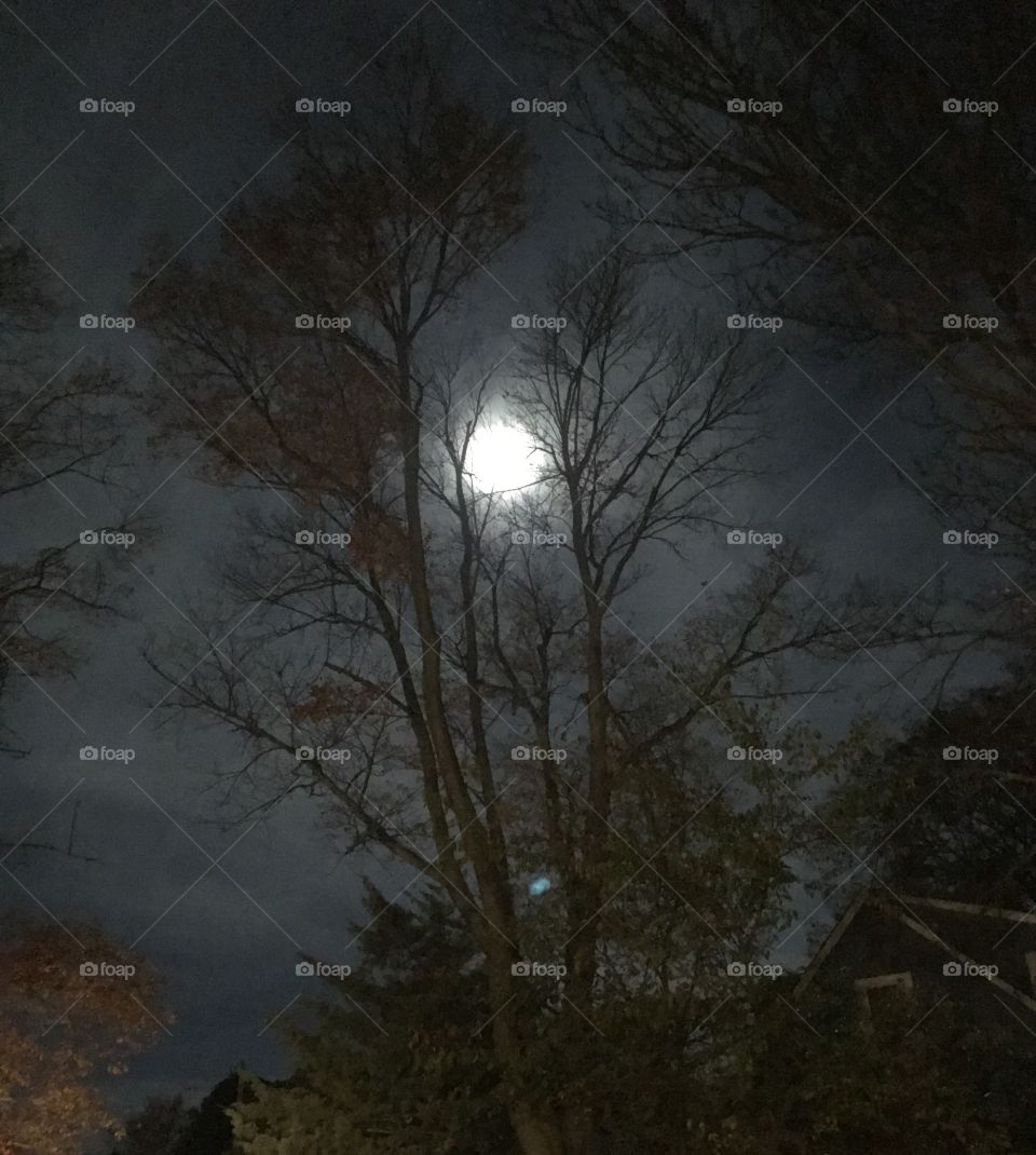Moonlight over the backyard 