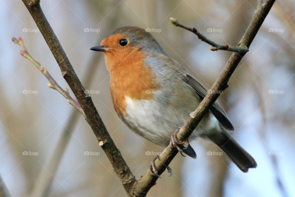 Robin