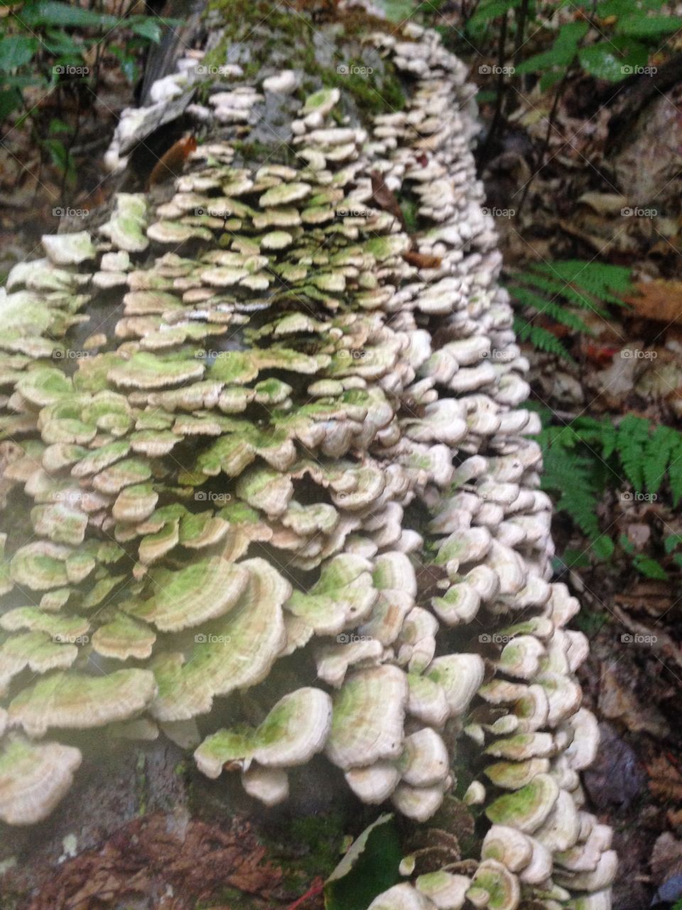 Many mushrooms or a flood of fungi