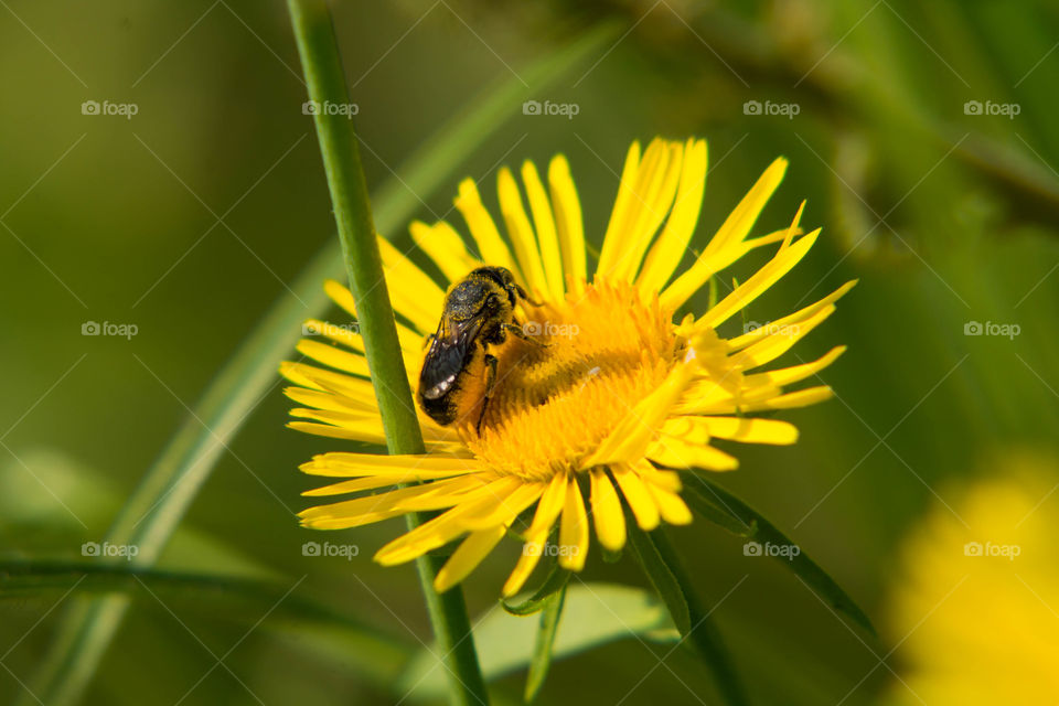 Insect, Nature, Bee, Honey, Pollen