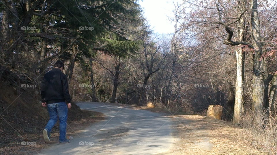 Tree, Landscape, Road, Wood, Nature