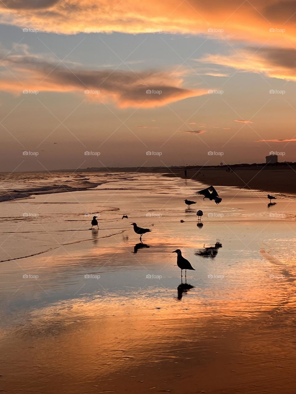 Birds on seashore at sunset 