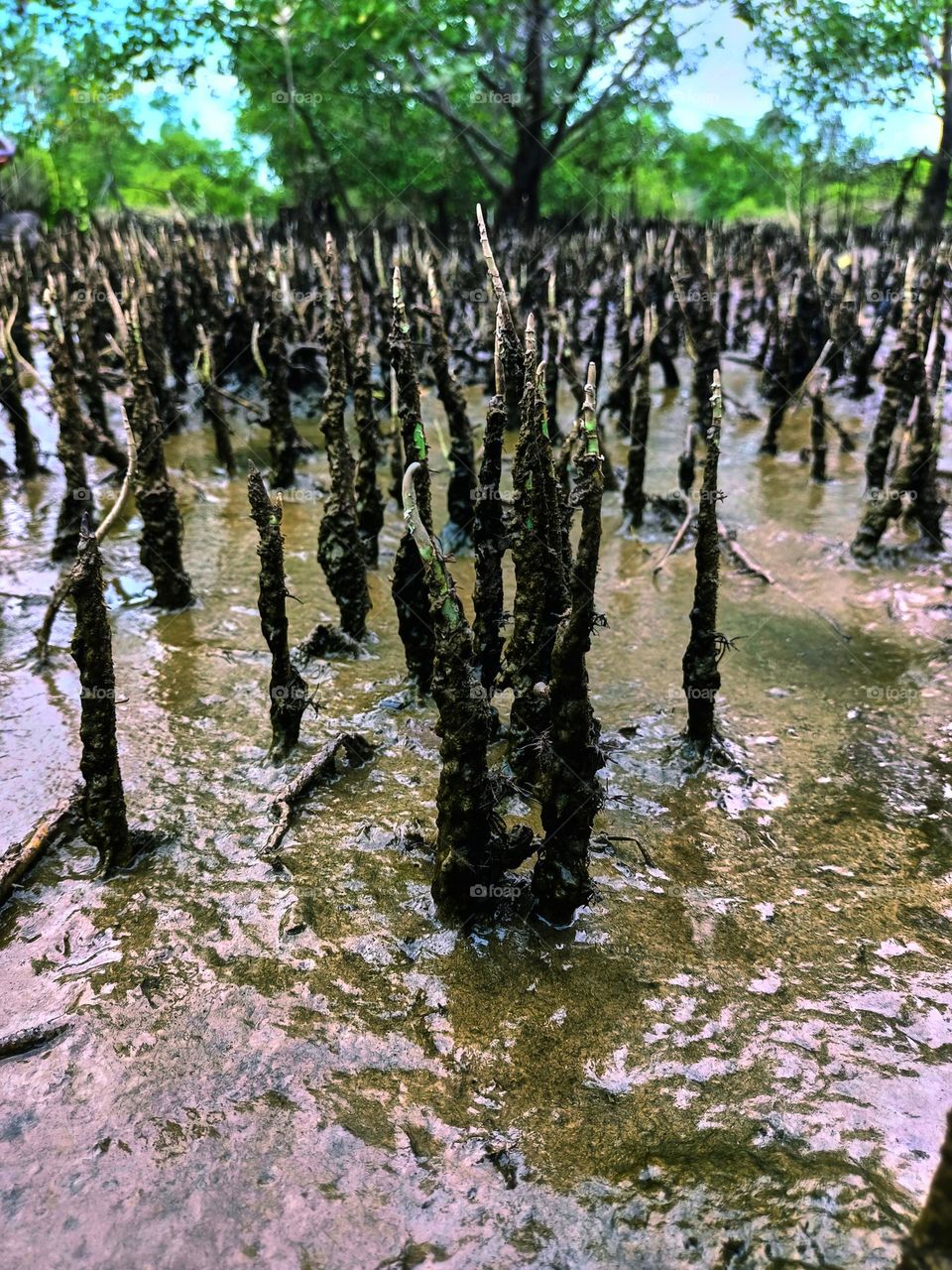 Tropical mangrove forest tree roots,
pneumatophores or aerial roots of plants in water logged habitat on low tide beach, North Sumatra, Indonesia