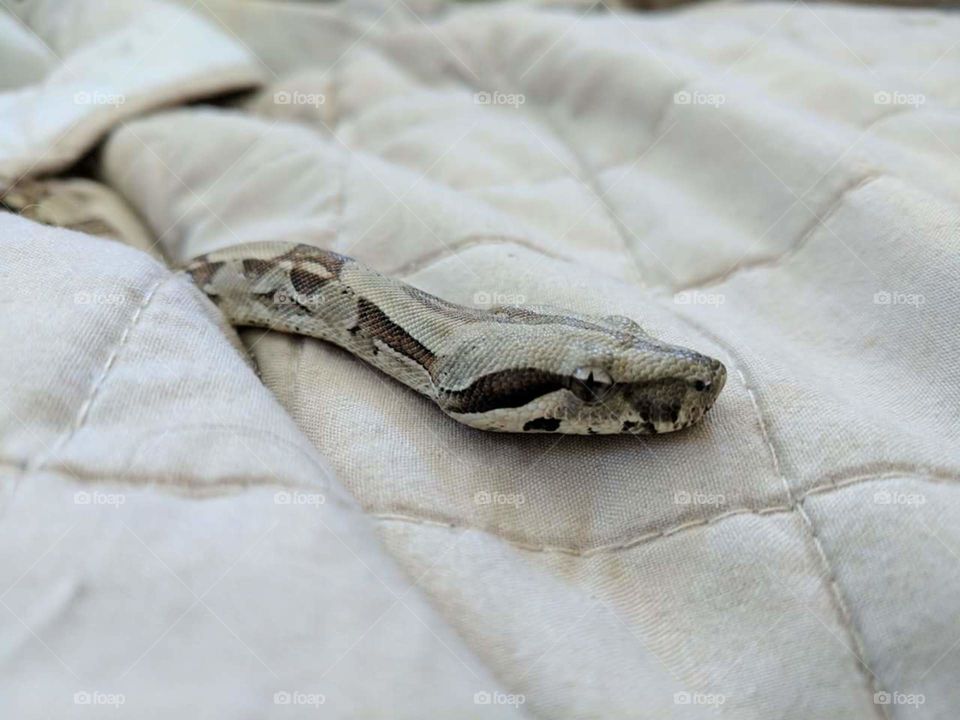 Red Tailed Boa