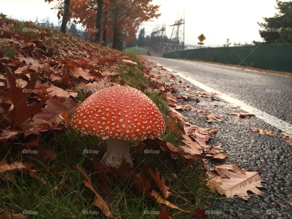 Cool mushroom. Red looks like a hamburger bun. 
