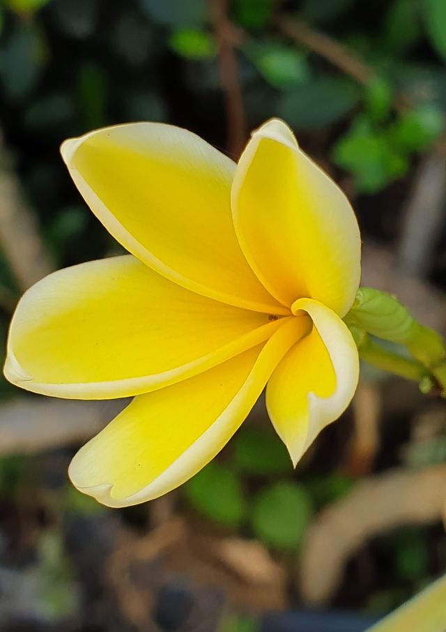 frangipani flower
