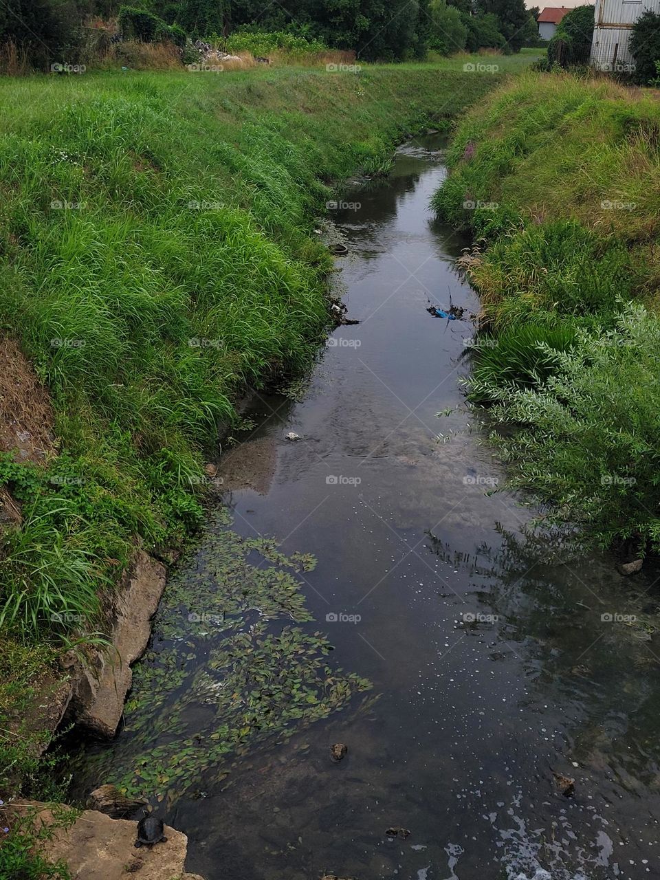 the little river with turtle