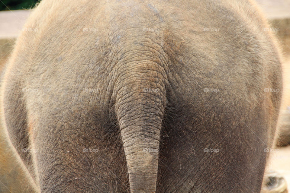 mammals animals elephant by stef79