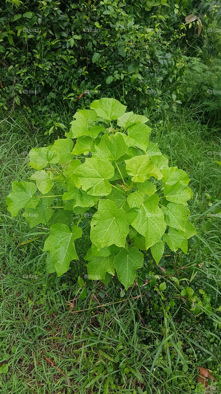 pretty plants found in bali during the rain